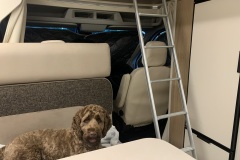 Pet Friendly Motorhome Hire